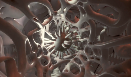 Swantje Lichtenstein