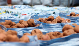 Swantje Lichtenstein